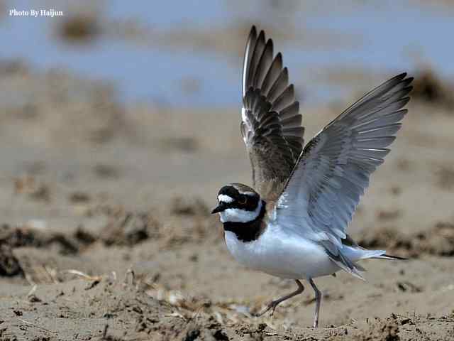 春之歌(野鸭湖拍摄金眶鸻)