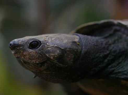 玄武：传说的兽原型探秘（侧颈龟类）