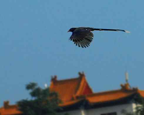 红嘴蓝鹊(组图,9张图片) 红嘴蓝鹊(组图,9张图片)