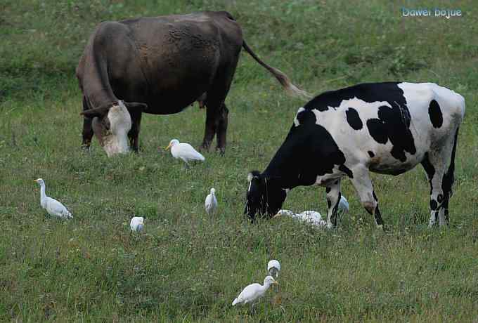 牛鹭两相伴 wbr景鸟一镜收 牛鹭两相伴 wbr景鸟一镜收