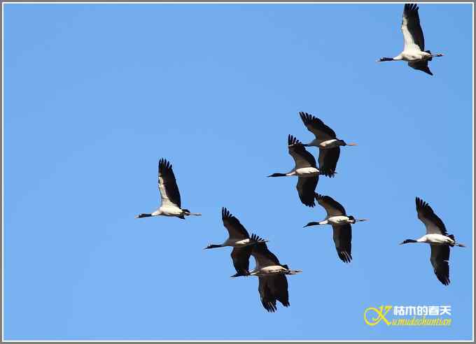 飞翔的鸟【照片】