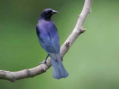 雀鸟也彪悍:小鸟也疯狂(红翅黑鹂) 雀鸟也彪悍:小鸟也疯狂(红翅黑鹂——拟鹂科的战斗种族)