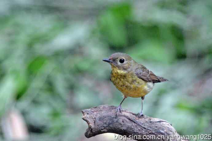 雌性绿背姬鶲（15）