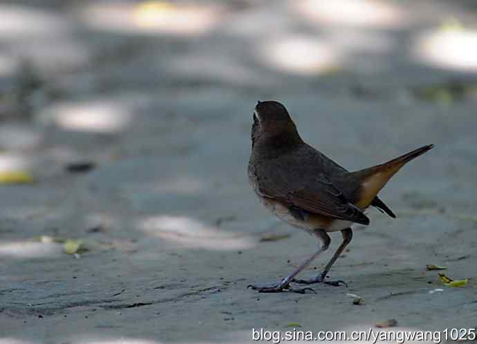 红喉歌鸲 红喉歌鸲