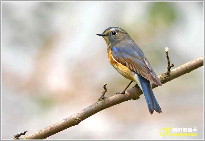 鸟上枝头【照片】 鸟上枝头【照片】