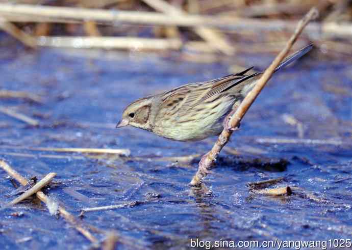 雌性灰头鹀（5）