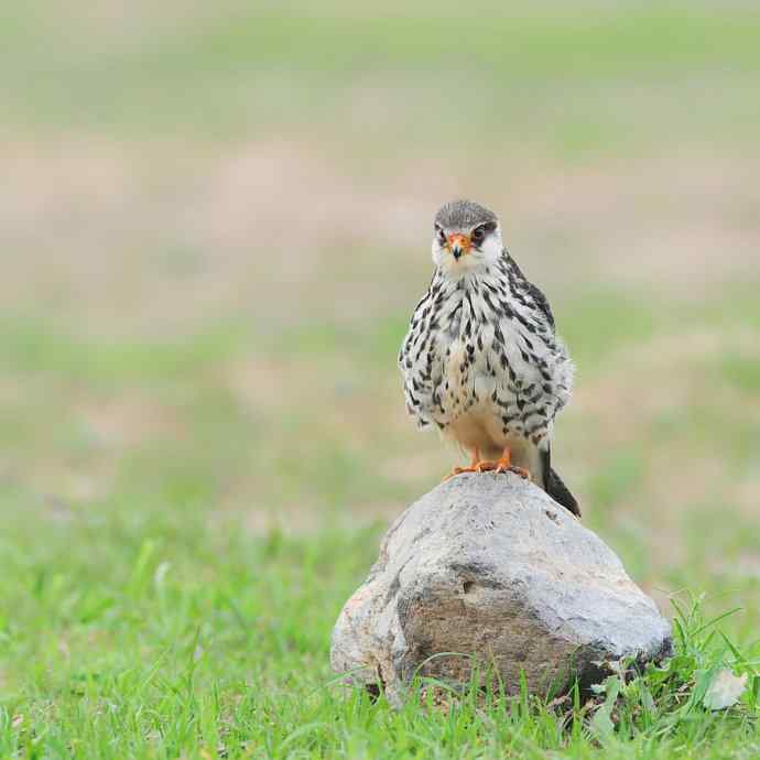 野鸭湖晨曲鈥斺斞埠