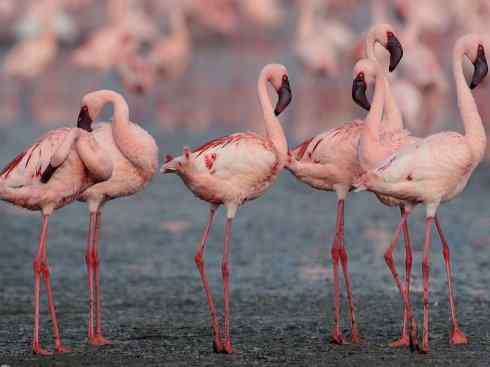 极品红色鸟类：火烈鸟