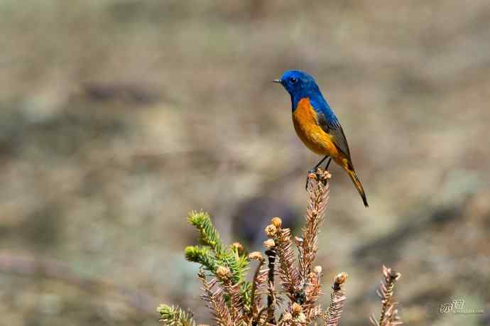 轻寒薄暖，再上川西