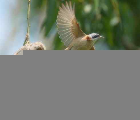 十大鸟类建筑师之二（织布鸟、维达雀）