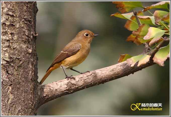 蓝额红尾鸲MM【照片】