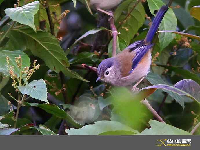 云南拍鸟打个总结：记录鸟片十四种