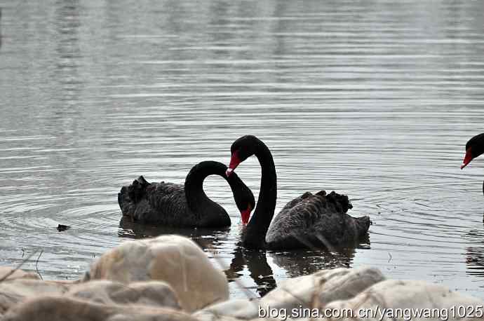 逆光拍摄黑天鹅 wbr2