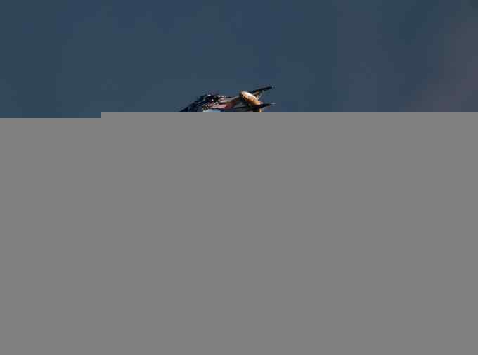 猎鱼高手，专业级。【组图，10张图片】