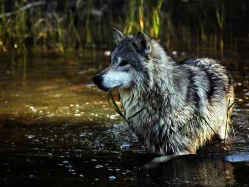 狈：传说的兽原型探秘（狼）