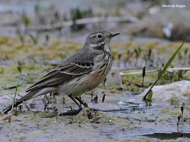 房山十渡(苍鹭水鹨白鹡鸰)