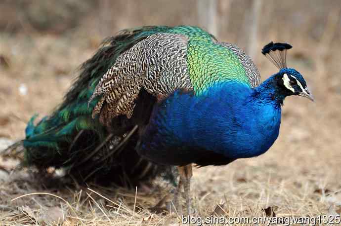 蓝孔雀