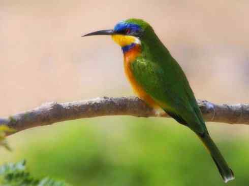 绝色攀禽：佛法僧目之蜂虎2