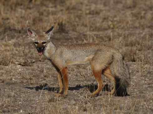 狈：传说的兽原型探秘（狐）