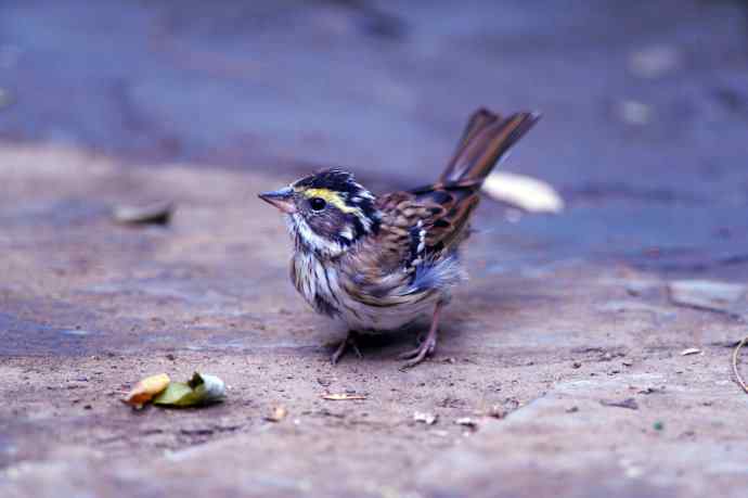 不修边幅（跟踪记录的一只小鸟）2