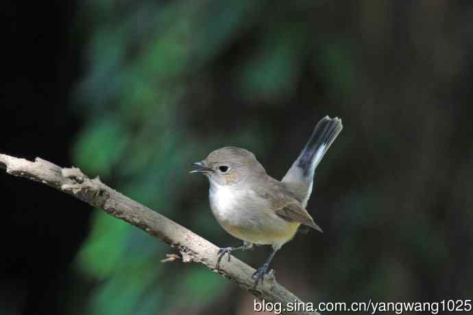 秋天的红喉姬鹟(3) 秋天的红喉姬鹟(3)