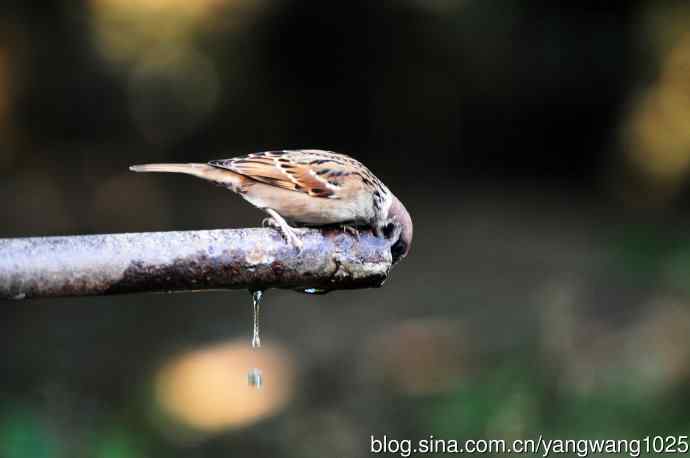 北京天坛公园的鸟类——喝水的麻雀