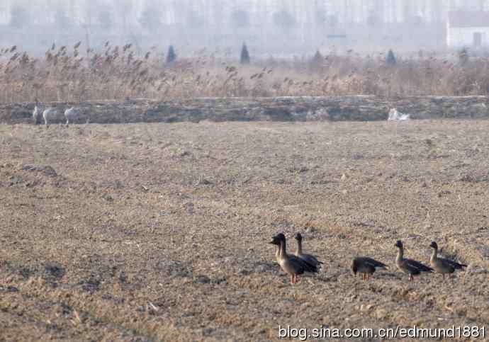 野外的珍禽丹顶鹤-穷人大炮及望远镜拍摄