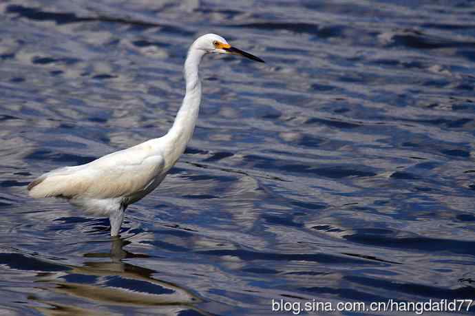 雪鹭(15) 雪鹭(15)