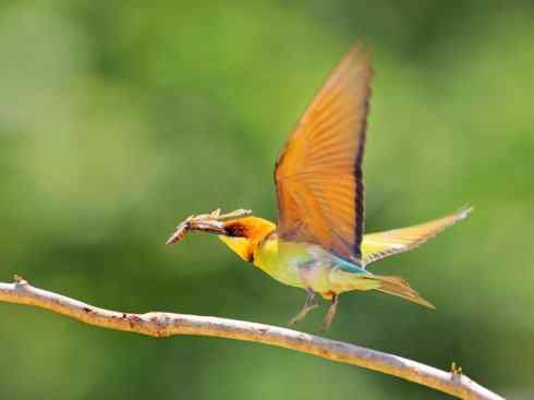 绝色攀禽：佛法僧目之蜂虎3