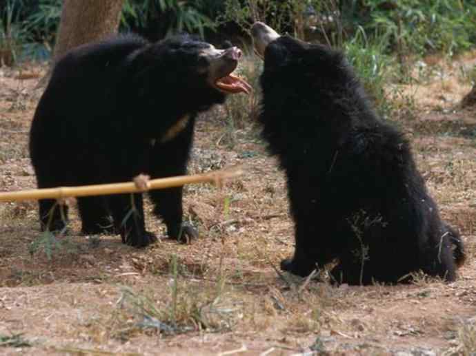 盘点十二大著名食蚁动物:懒熊 盘点十二大著名食蚁动物:懒熊