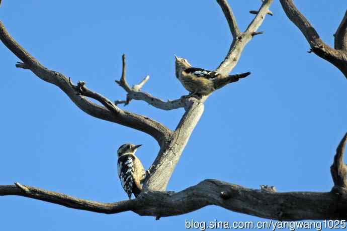 星头啄木鸟(亚种) 星头啄木鸟(亚种)