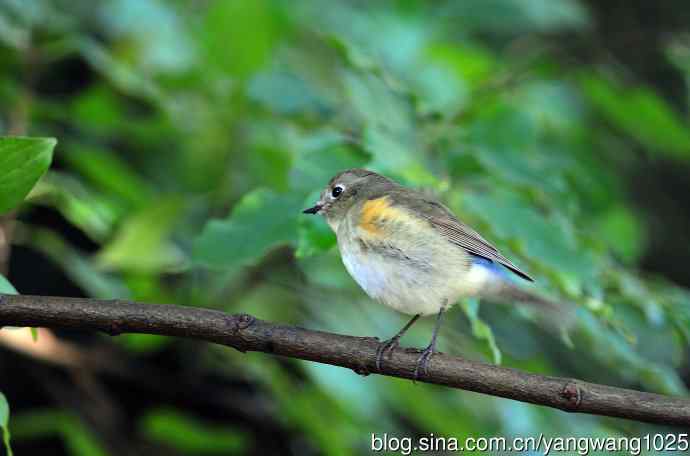 雌性红胁蓝尾鸲（60）