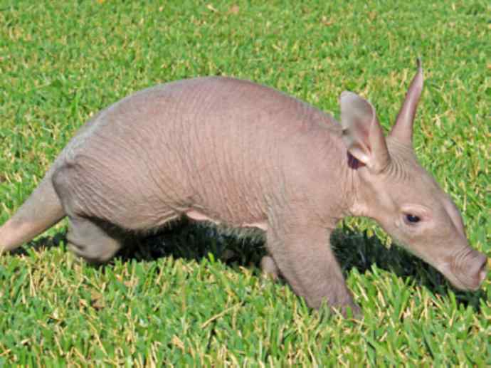 盘点十二大著名食蚁动物：土豚