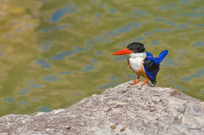 幽谷蓝妃出浴图