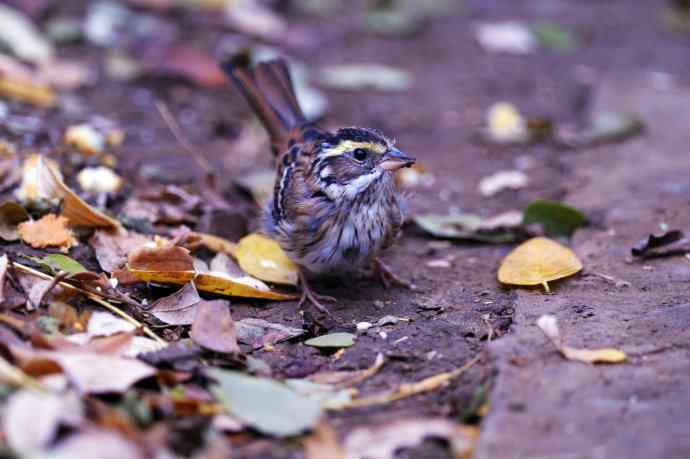 不修边幅（跟踪记录的一只小鸟）2
