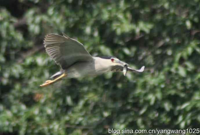 飞（夜鹭） wbr1