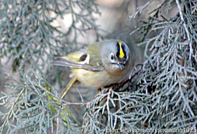柏树丛中的戴菊 wbr3