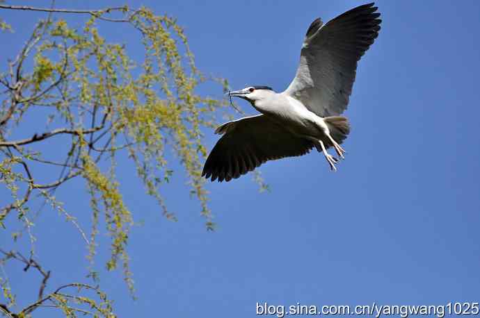 飞(夜鹭)18 飞(夜鹭)18