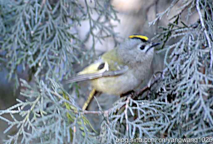 柏树丛中的戴菊 wbr3