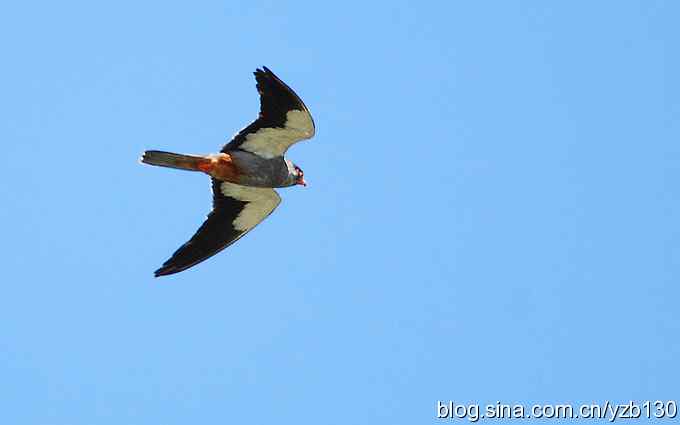 呼和浩特——南湖三隼（组图）