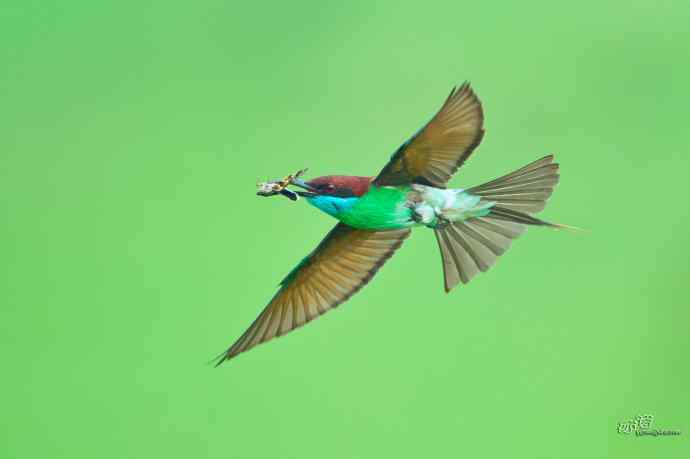 蓝喉蜂虎繁育季