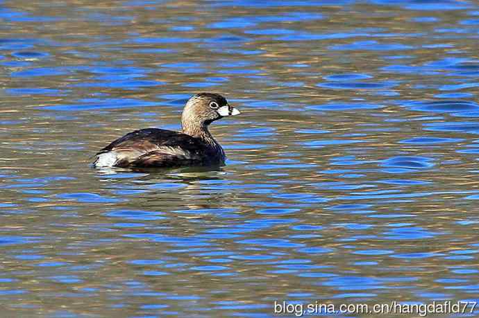 美国鸟类摄影——斑嘴巨鸊鷉