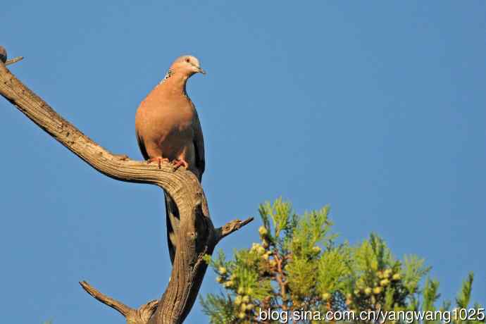 珠颈斑鸠(随拍) 珠颈斑鸠(随拍)