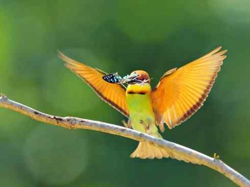 绝色攀禽：佛法僧目之蜂虎3