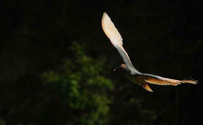 洋县朝圣鈥斺斠藕吨禧q