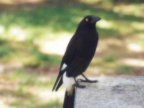 天生猎手：非猛禽类猎手之二（雀鸟也是屠夫——伯劳）