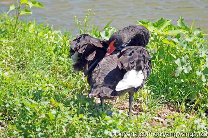 北京麋鹿苑的鸟类——麋鹿苑中的黑天鹅