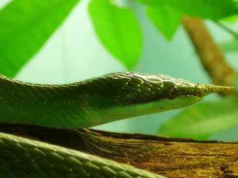 龙:传说的兽原型探秘(树蛇类) 龙:传说的兽原型探秘(树蛇类)