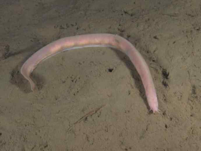 鱼类活化石：盲鳗