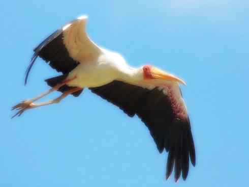 自然奇观：动物大迁徙(涉禽)